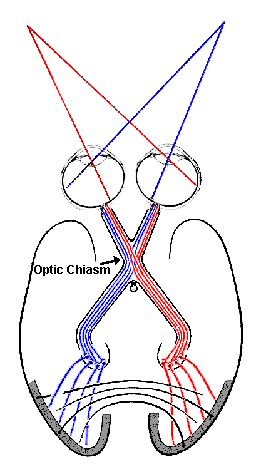 optic chiasm